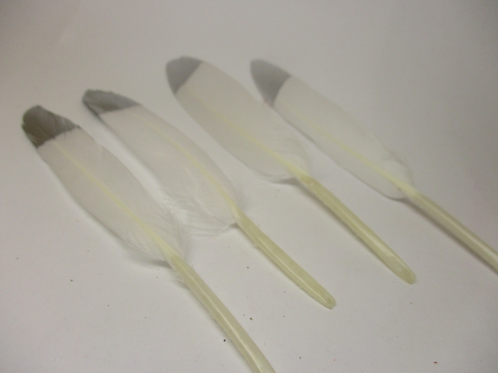 Feathers 15cm #2 20pcs White silver