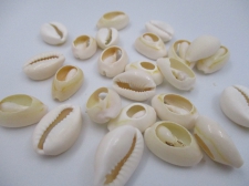 COWRIE SHELL LT COLOR 250G