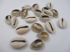 COWRIE SHELL  250G