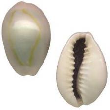 COWRIE SHELL/MED 250G 150PCS