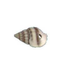 WHISTLE SHELL/SML 250G +-390PC
